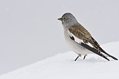 Snowfinch (Montifringilla nivalis) in the snow, Tyrol, Austria, Europe