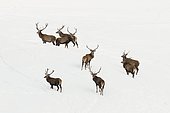 Red deer (Cervus elaphus) standing in the snow, Tyrol, Austria, Europe