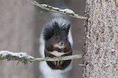 Squirrel (Sciurus vulgaris) sitting on tree branch, winter, Austria, Europe