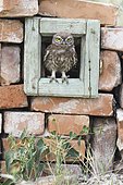 Little owl (Athene noctua), young bird curiously looks out of a window of a house ruin, Danube delta, Romania, Europe