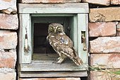 Little owl (Athene noctua), Old bird standing in the window of a house ruin, Danube delta, Romania, Europe