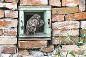 Little owls (Athene noctua), two young birds curiously look out of a window of a house ruin, Danube delta, Romania, Europe