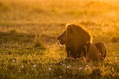 African lion (Panthera leo), male backlit and silhouetted at sunrise, with breath visible, Masai Mara National Reserve, Kenya, Africa