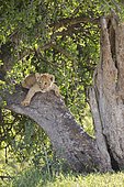 Lion cub (Panthera leo) climbing on a tree, Masai Mara National Reserve, Kenya, Africa