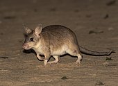 Madagascar rat (Hypogeomy antimena), dry forests of Kirindy, West Madagascar, Madagascar, Africa