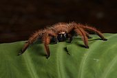 Giant crab spider (Megaloremmius leo), Anjozorobe, Madagascar, Africa