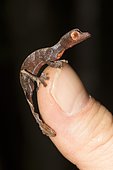 Uroplatus (Uroplatus phantasticus) juvenile on finger, rainforest Ranomafana, Southern Highlands, Madagascar, Africa