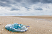 Barrel Jellyfish (Rhizostoma pulmo) stranded on a beach in summer, Hauts de France, France