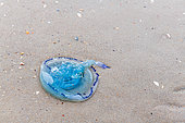 Barrel Jellyfish (Rhizostoma pulmo) stranded on a beach in summer, Hauts de France, France