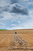 Herring gulls (Larus argentatus) following a farmer who dethatches his field in summer, Escalles, Hauts de France, France