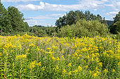 Goldenrod (Solidago sp) 'Golden Showers' in bloom in a meadow in summer, Alsace, France
