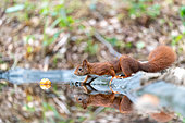 Red squirrel (Sciurus vulgaris) and its reflection in a pond in summer, Moselle, France