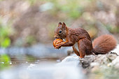 Red squirrel (Sciurus vulgaris) eating a nut in summer, Moselle, France