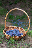 Basket filled with plum quetsches 'Stanley' in summer, Alsace, France