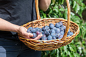 Woman picking plums quetsches 'Stanley', summer, Alsace, France