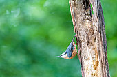 Wood Nuthatch (Sitta europaea) on a dead wood trunk in summer, Moselle, France