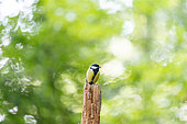 Great tit (Parus major) resting on a dead wood trunk in summer, Moselle, France