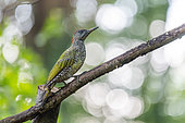 Green Woodpecker (Picus viridis) juvenile on a branch in summer, Moselle, France