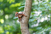 Red squirrel (Sciurus vulgaris) on the trunk of a cherry tree in summer, Moselle, France