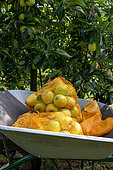 'Summer Delbard' apple fillets in a wheelbarrow in summer, Pas de Calais, France