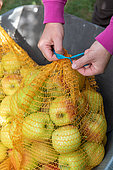 Woman closing a summer apple fillet 'Delbard summer', Pas de Calais, France