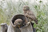 Little owls (Athene noctua), two young birds on tree stump at cave, Danube Delta, Romania, Europe