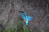 Kingfisher (Alcedo atthis) flying with fish in beak to breeding cave in clay wall, Siegerland, North Rhine-Westphalia, Germany, Europe