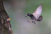 European Starling (Sturnus vulgaris), adult bird with beetle in its beak approaching the nest hole in the tree, young bird looks out with open beak, North Rhine-Westphalia, Germany, Europe