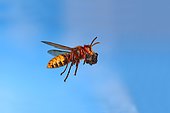 European hornet (Vespa crabro) worker with food, in flight, North Rhine-Westphalia, Germany, Europe
