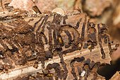 Bark beetle (Scolytinae) under the bark on a tree trunk, tree pest, Austria, Europe