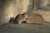 Brown rat (Rattus norvegicus) sniffs on bread, Thuringia, Germany, Europe
