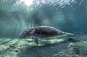 West Indian manatee (Trichechus manatus), Three Sisters Springs, manatee sanctuary, Crystal River, Florida, USA, North America