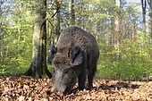 Wild boar (Sus scrofa), sow foraging in forest, captive, North Rhine-Westphalia, Germany, Europe