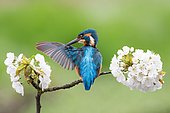 Kingfisher (Alcedo atthis) preening on blooming branch, wild cherry (Prunus avium), Hesse, Germany, Europe