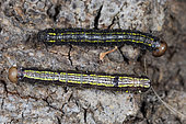 California Oakworm caterpillars (Phryganidia californica), is the most important oak-feeding caterpillar throughout its range, which extends along the coast and through the coastal mountains of California.
