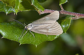 California Oakworm adult (Phryganidia californica), is the most important oak-feeding caterpillar throughout its range, which extends along the coast and through the coastal mountains of California. The caterpillars can strip a tree of all leaves but the Coast Live Oak trees usually recover in subsequent years.