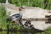 Common Merganser (Mergus merganser) mother and ducklings perching on submerged log. Clear Lake, Linn County, Oregon