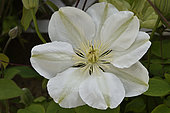 Clematis X 'Madame Le Coultre' (Flower of the clematis 'Madame Le Coultre', breeder: Auguste Boisselot, France, 1885); Synonym: Clematis 'Mevrouw Le Coultre', Clematis 'Marie Boisselot'; Group 2: Early cultivars with large flowers; Climbing plant with tendrils