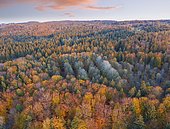 Autumn mixed forest, near Münsing, drone shot, Upper Bavaria, Bavaria, Germany, Europe
