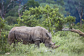 Southern white rhinoceros (Ceratotherium simum simum) grazing in green savannah n Kruger National park, South Africa