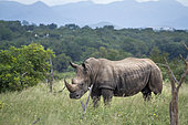 Southern white rhinoceros (Ceratotherium simum simum) in green savannah in Kruger National park, South Africa