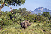 Two Southern white rhinoceros (Ceratotherium simum simum) in green scenery in Kruger National park, South Africa