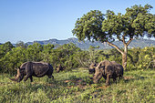 Four Southern white rhinoceros (Ceratotherium simum simum) in green scenery in Kruger National park, South Africa