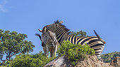 Two Plains zebras (Equus quagga burchellii) bonding in Kruger National park, South Africa