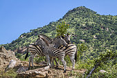 Small group Plains zebras (Equus quagga burchellii) in green mountain scenery in Kruger National park, South Africa