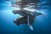 Baleine à bosse (Megaptera novaeangliae) et son baleineau dans la lumière du crépuscule, Mayotte