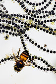 eggs of SONORAN DESERT TOAD Incilius alvarius, and honeybee, layed in abandoned swimming pool, Sonoran desert , Arizona
