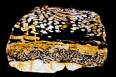 "peanut wood", fossilized driftwood with the white markings, "peanuts" made by marine burrowing clams later filled by sediments, Cretaceous, Western Australia, Australia