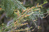 Damage caused by the Western Spruce Budworm (Choristoneura occidentalis) larva. Photographed in central Washington. This insect is the most widely distributed and destructive defoliator of coniferous forests in Western North America.