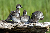 Bufflehead ducklings (Bucephala albeola), Clear Lake, Linn County, Oregon.